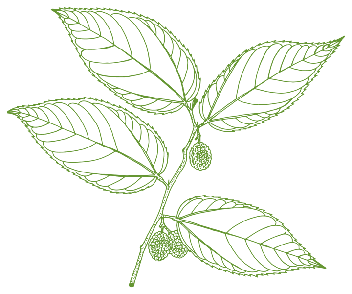 Botanical illustration of Mutamba (Guazuma ulmifolia)