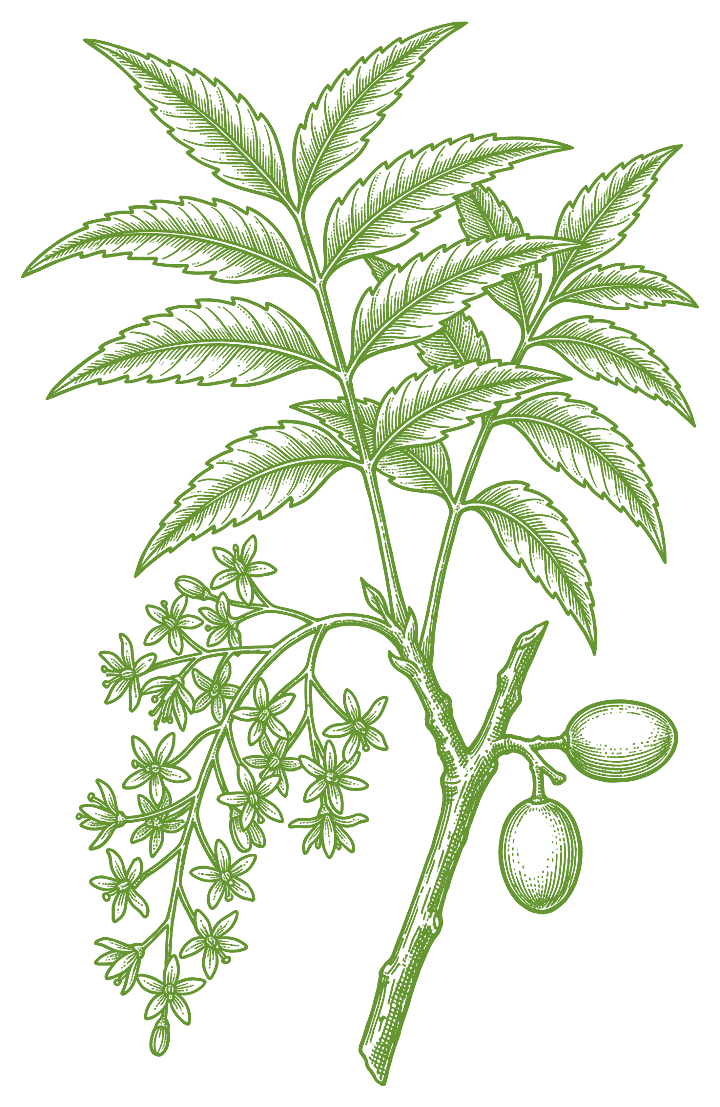 Botanical illustration of Neem (Azadirachta indica)