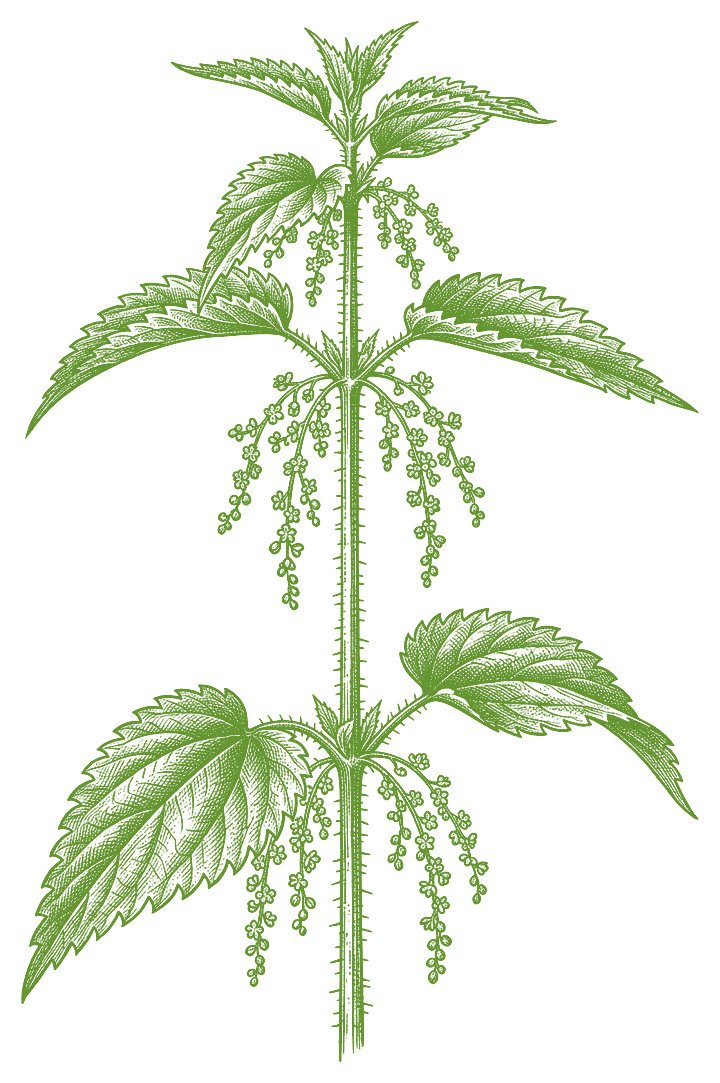 Botanical illustration of Stinging Nettle (Urtica dioica)