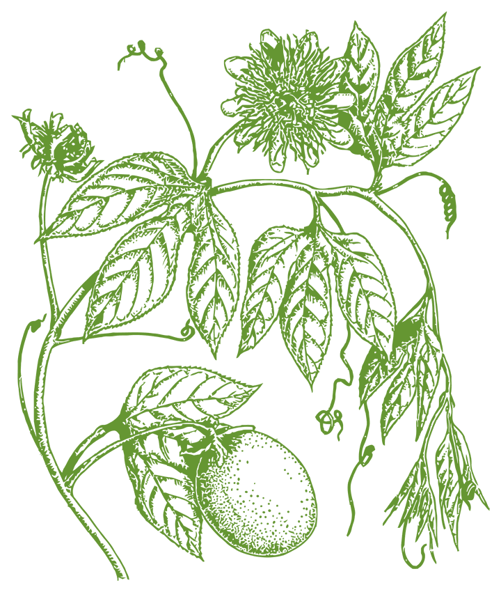 Botanical illustration of Passionflower (Passiflora incarnata)