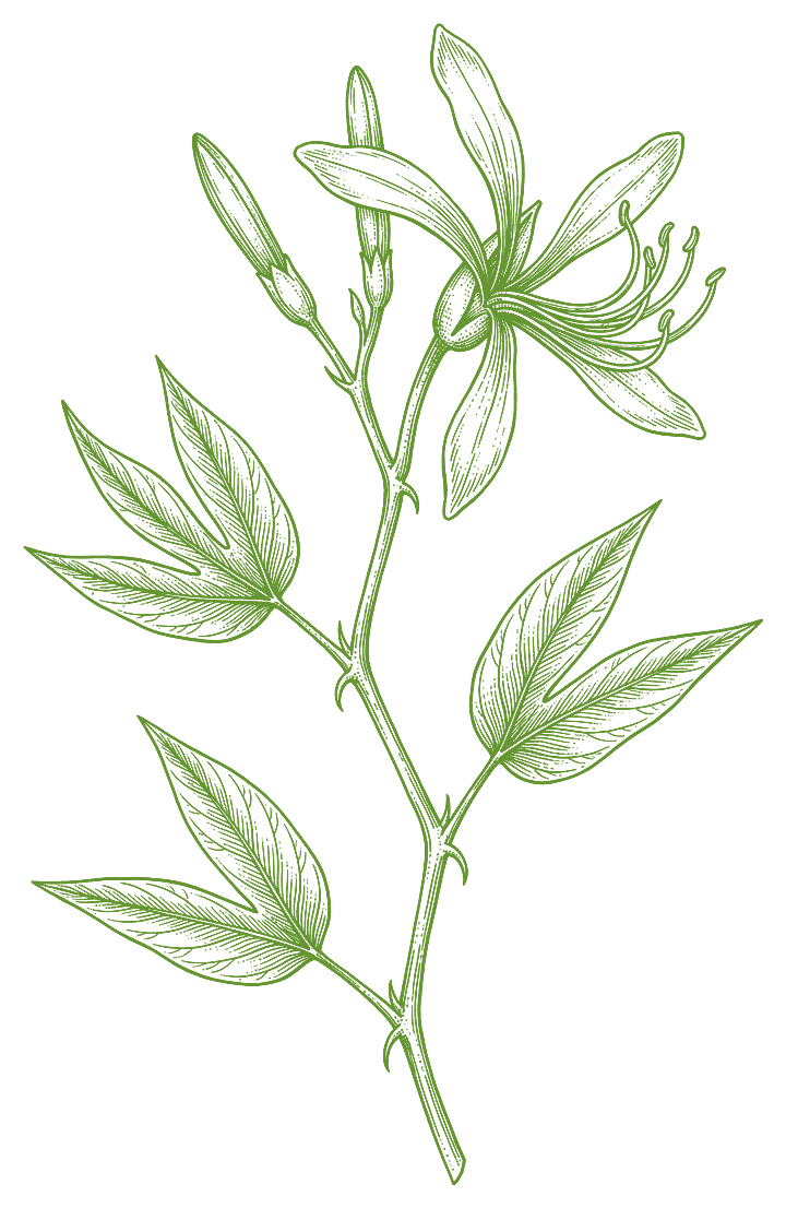 Botanical illustration of Pata de Vaca (Bauhinia forficata)
