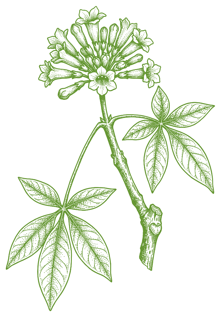 Botanical illustration of Pau d'arco (Handroanthus impetiginosus)