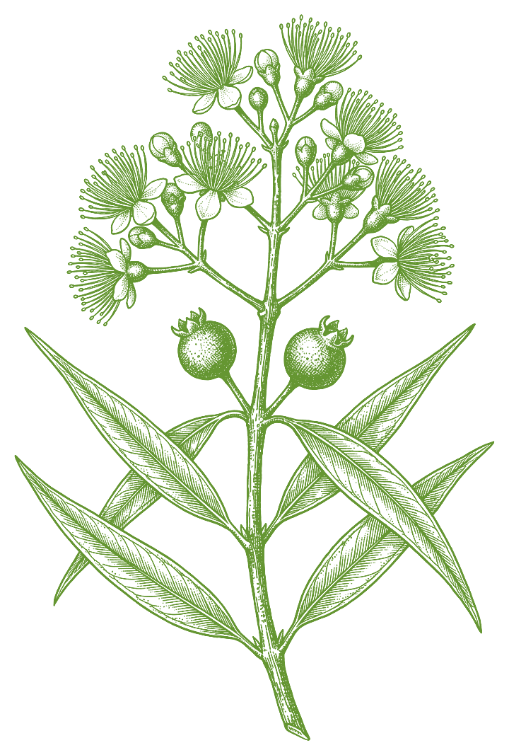 Botanical illustration of Pedra Hume Caá (Myrcia salicifolia)