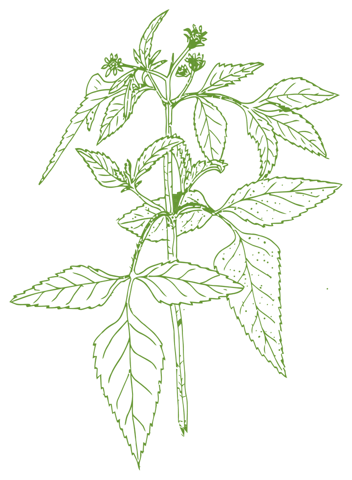 Botanical illustration of Picão preto (Bidens pilosa)