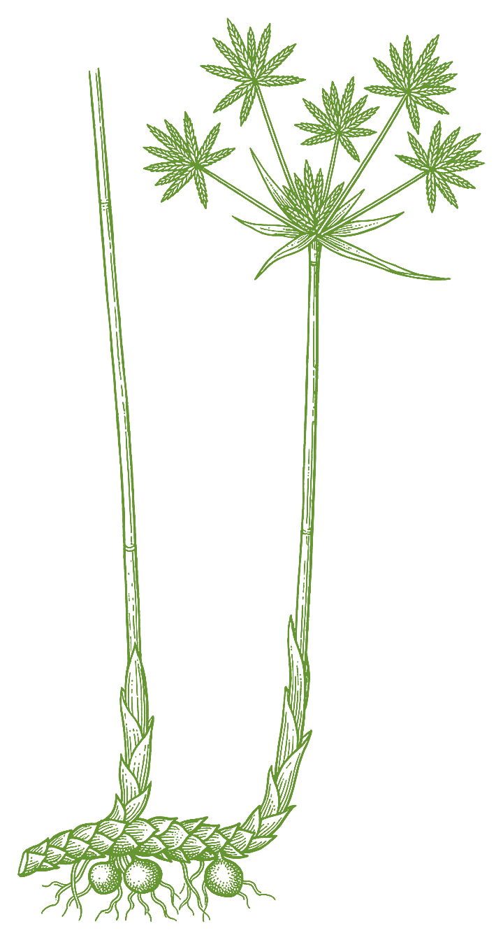 Botanical illustration of Piri piri (Cyperus articulatus)