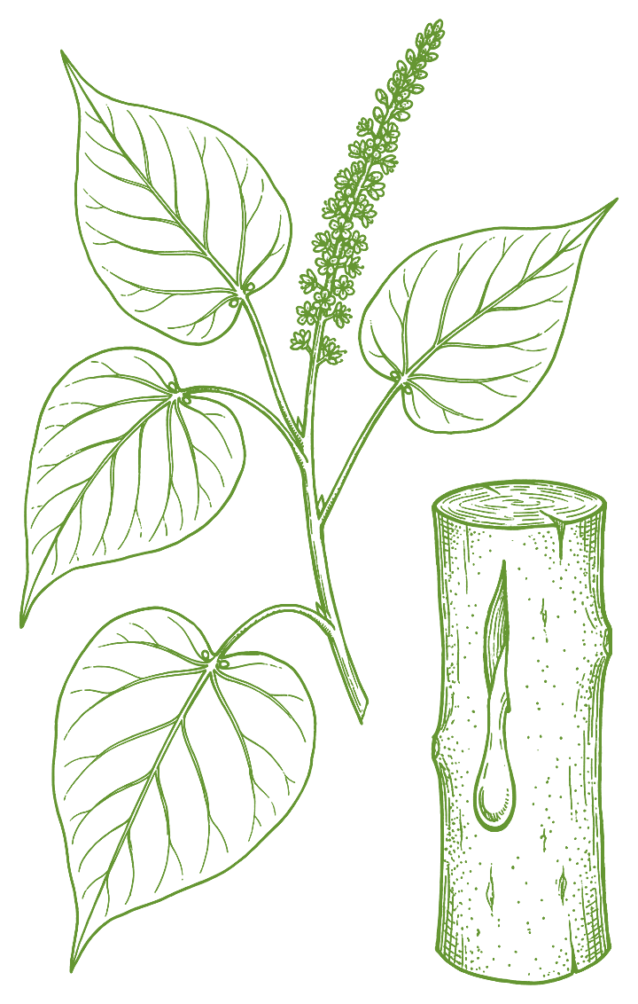 Botanical illustration of Sangre de grado (Croton lechleri)