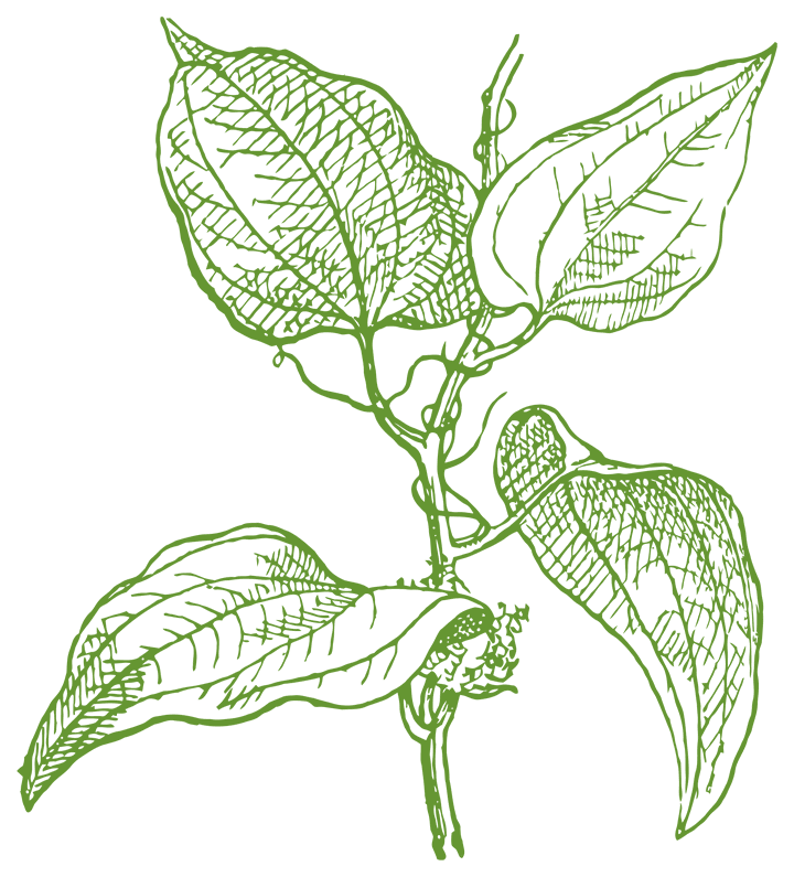 Botanical illustration of Sarsaparilla (Smilax)