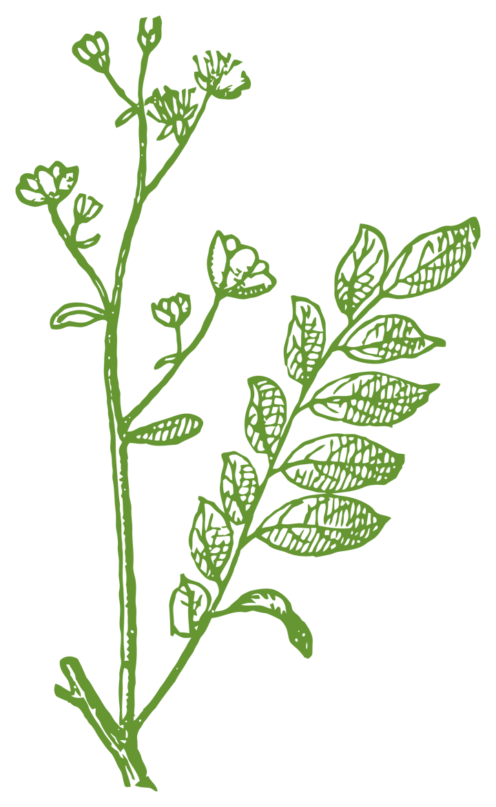 Botanical illustration of Simarouba (Simarouba amara)
