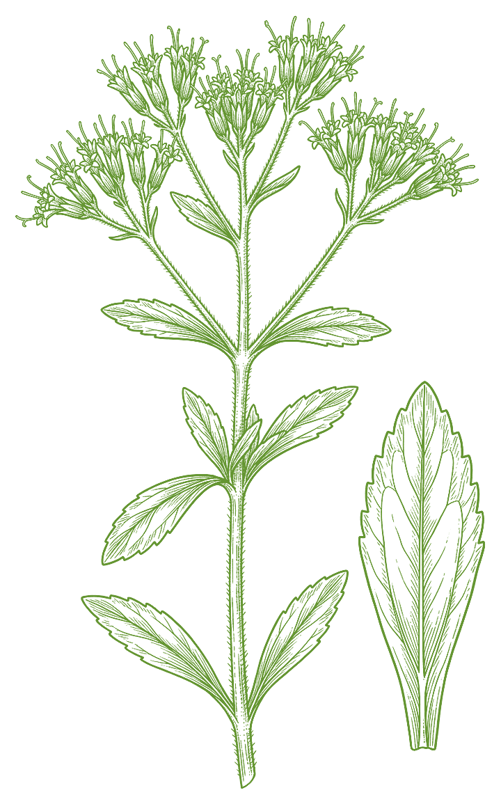 Botanical illustration of Stevia (Stevia rebaudiana)