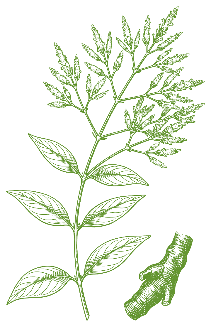 Botanical illustration of Suma (Pfaffia paniculata)