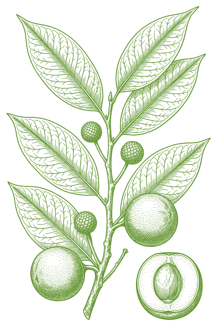 Botanical illustration of Tamamuri (Brosimum acutifolium)