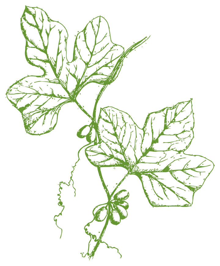 Botanical illustration of Tayuya (Cayaponia tayuya)
