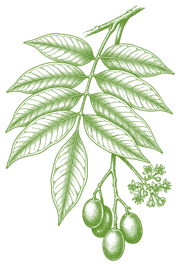 Botanical illustration of Ubos (Spondias mombin)