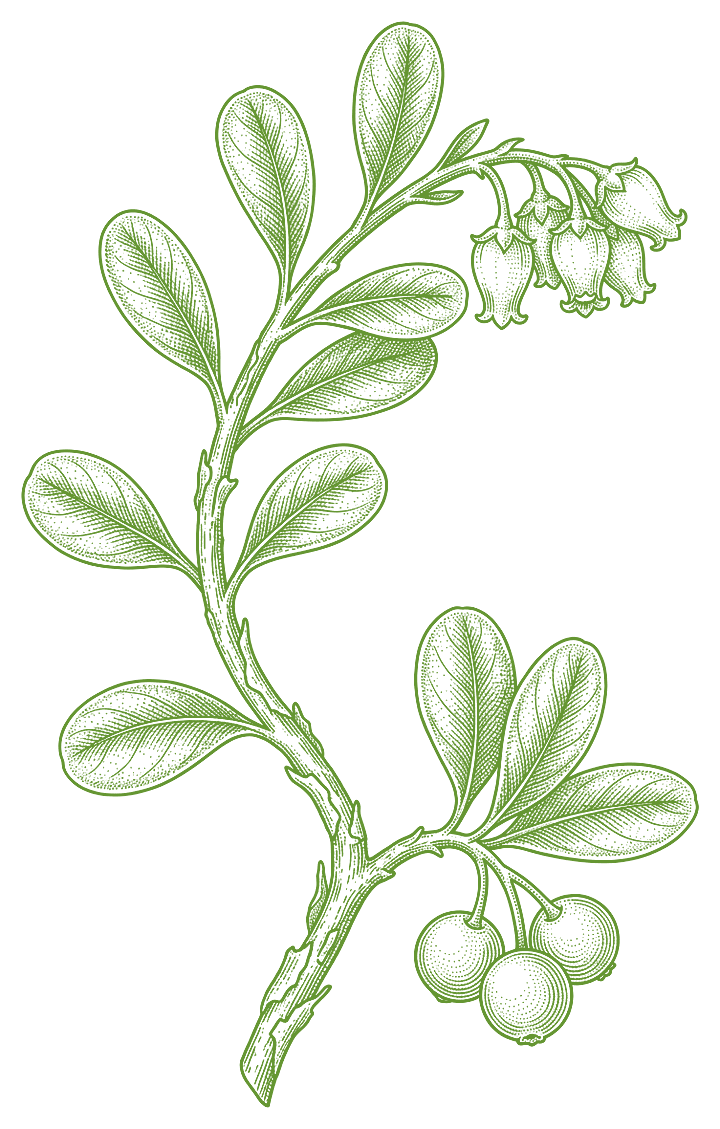 Botanical illustration of Uva Ursi (Arctostaphylos uva-ursi)