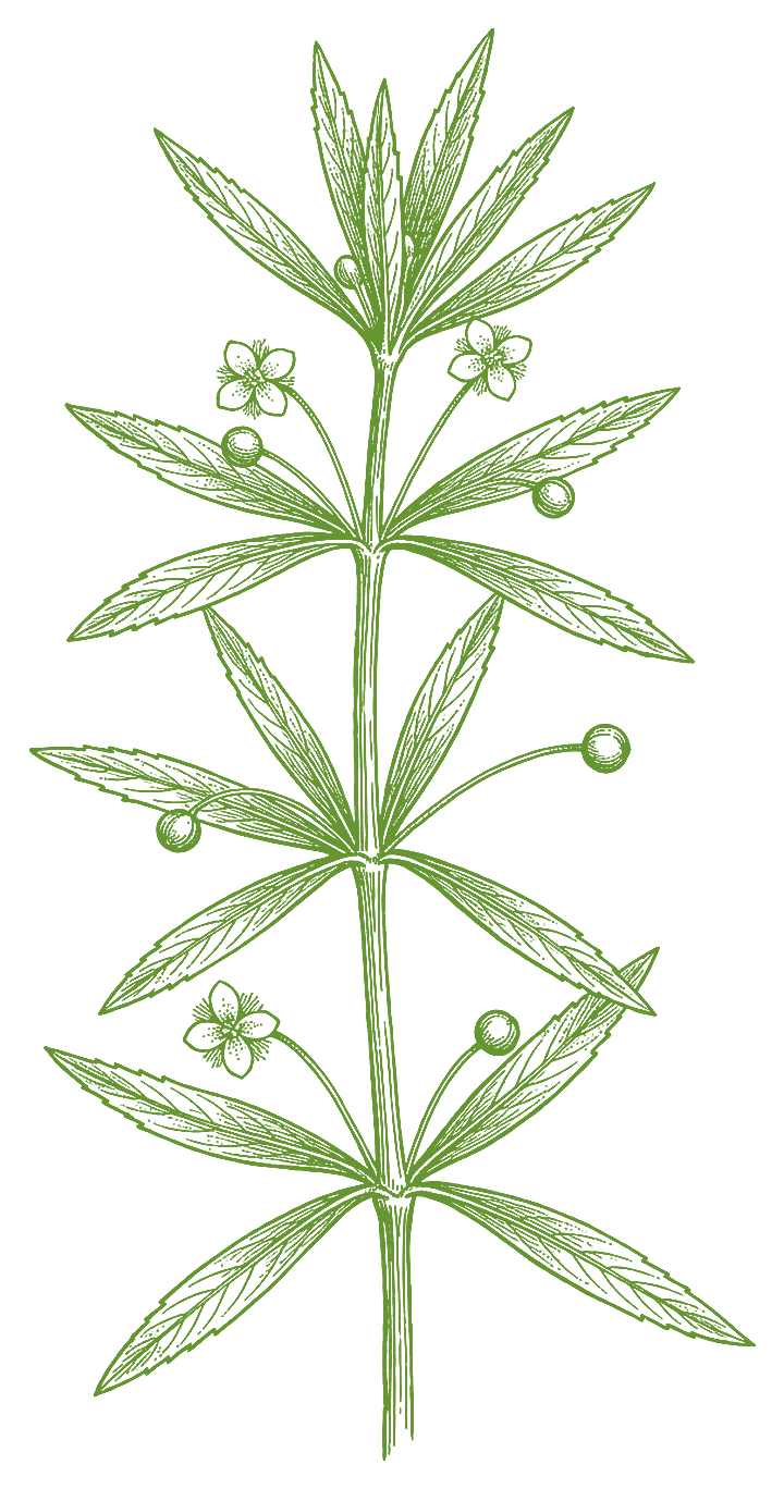 Botanical illustration of Vassourinha (Scoparia dulcis)