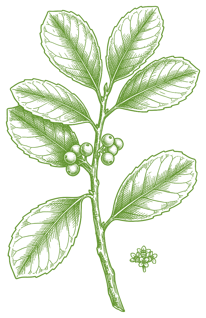 Botanical illustration of Yerba Mate (Ilex paraguariensis)