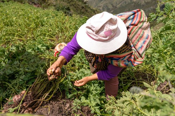A harvester in a wide hat gathering plants on an Andean hillside