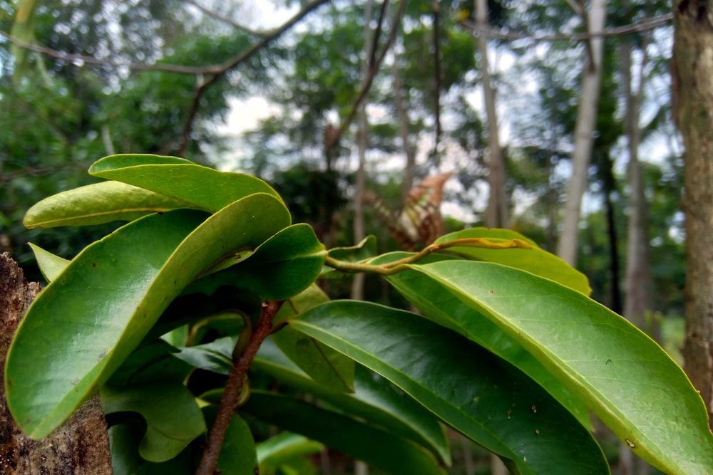 Young graviola leaves on the tree